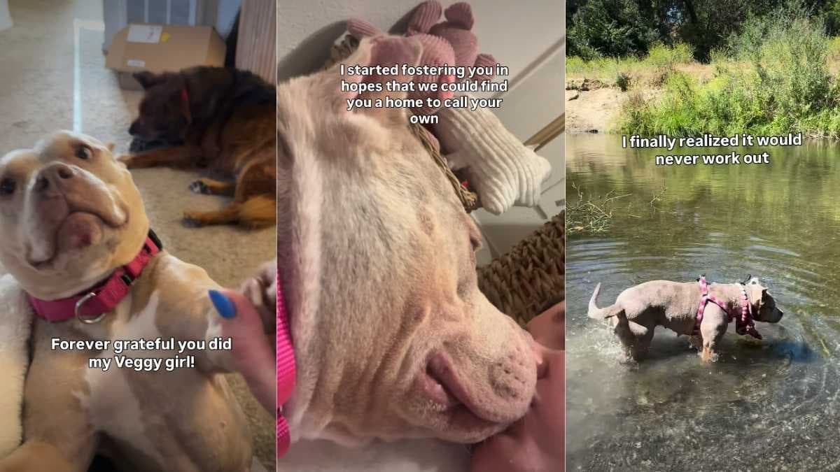 Niespodziewane spotkanie w schronisku: Wolontariuszka adoptuje Miss Vegas