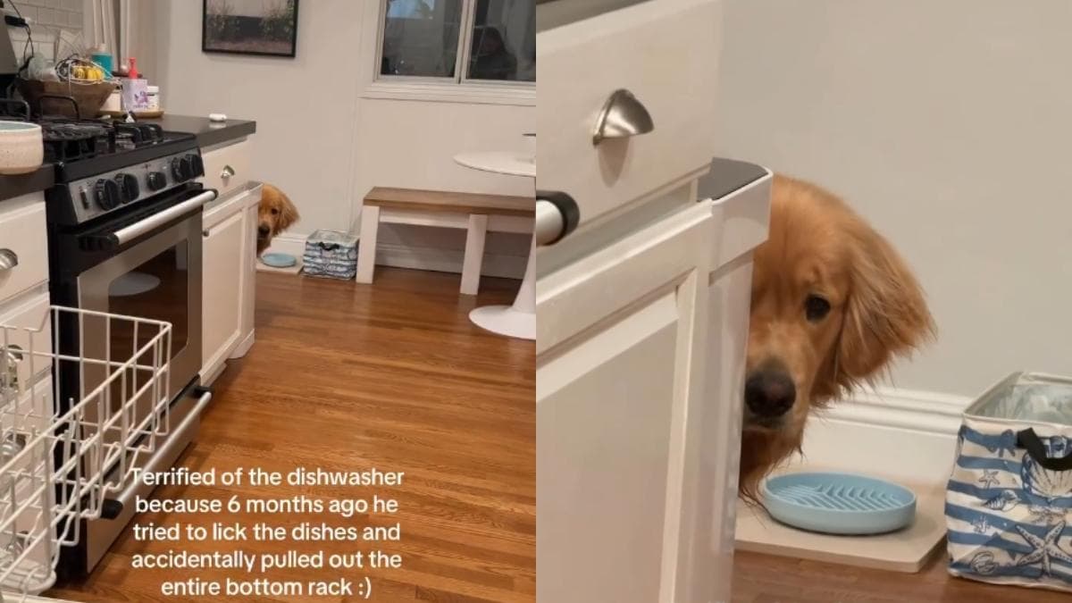 Zebby, golden retriever, boi się zmywarki z ważnego powodu