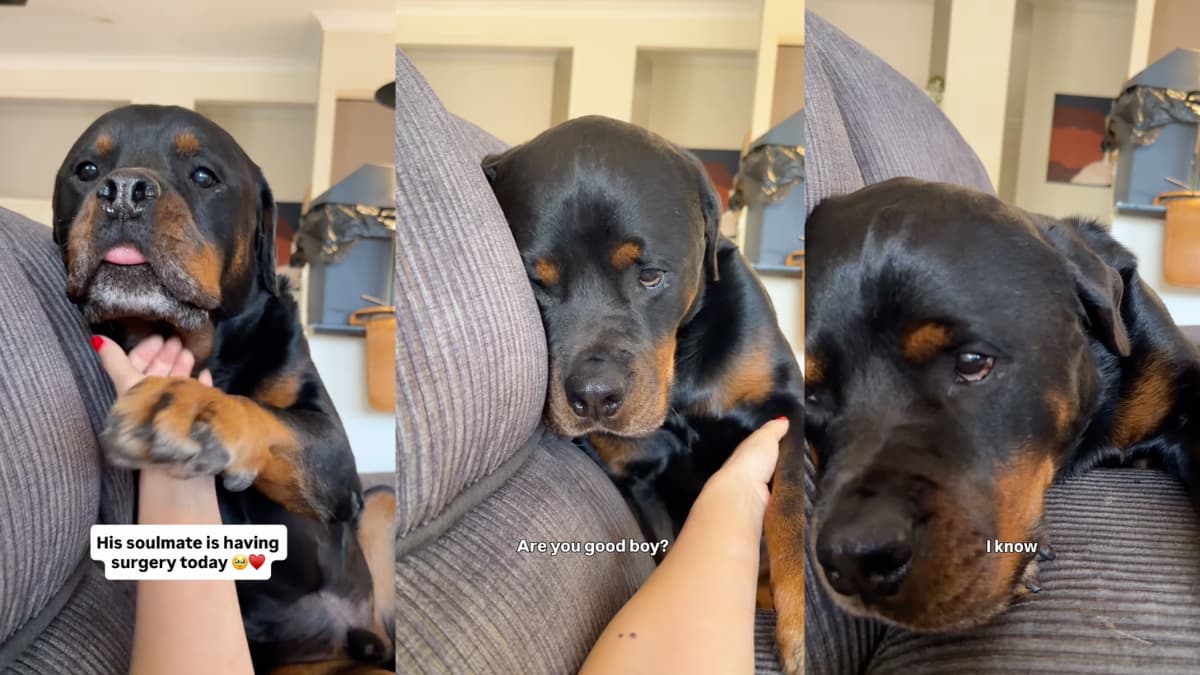 Rottweiler Beau tęskni za bratem mastiffem po jego operacji