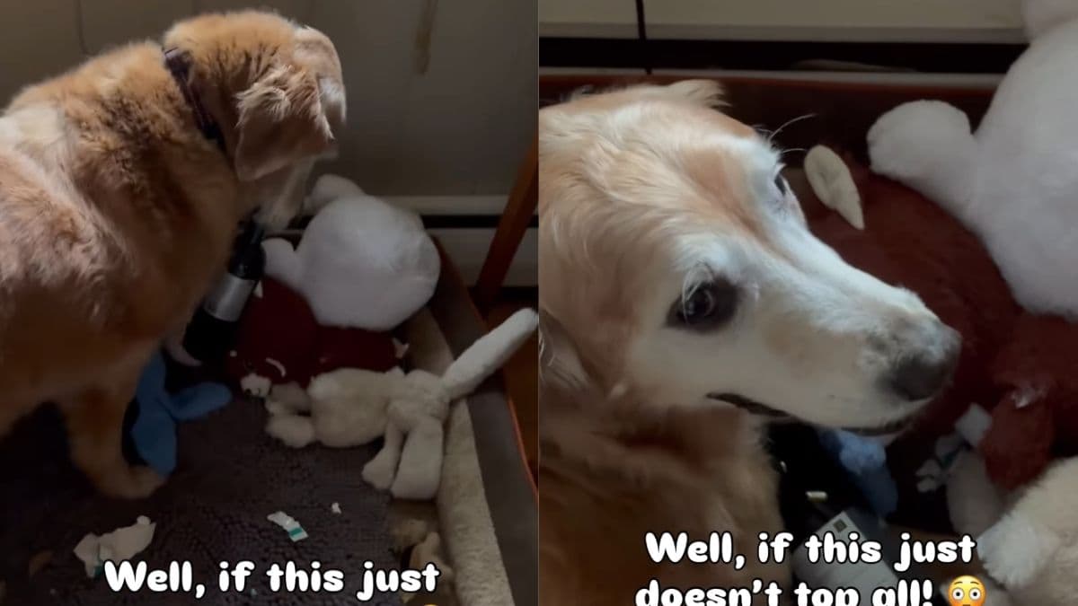 Golden retriever Duke zaskakuje właściciela nietypowym znaleziskiem