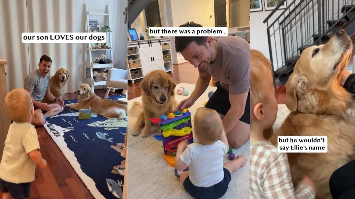 Wzruszająca reakcja golden retrieverki Ellie na słowa małego dziecka