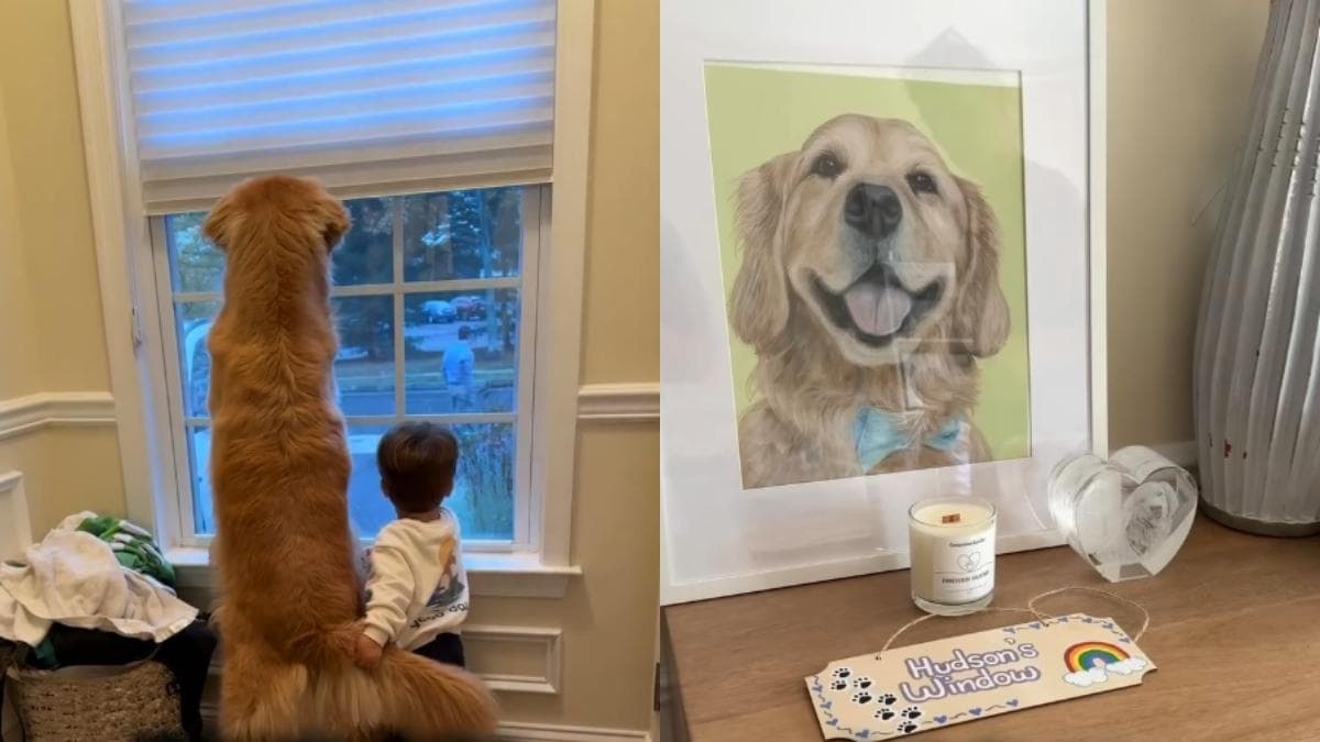 Wzruszający hołd dla ukochanego golden retrievera