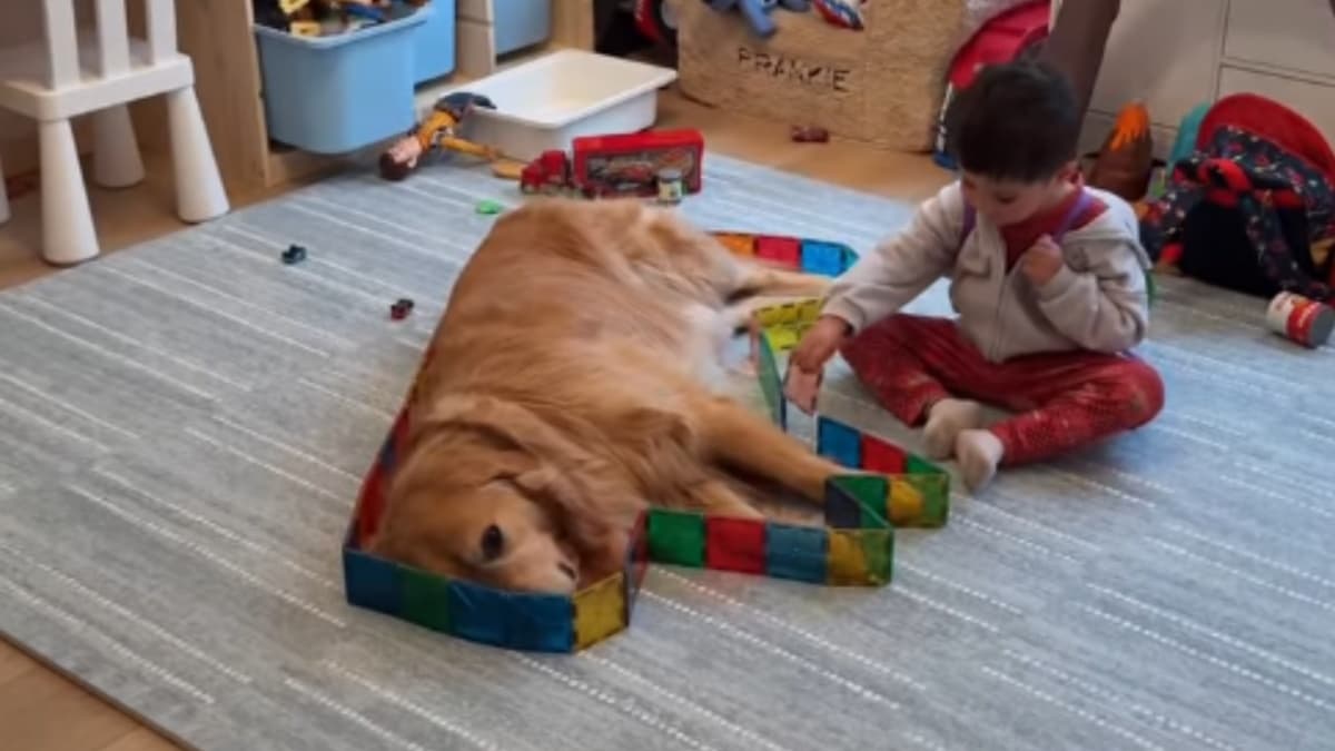 Golden retriever Beau bohaterem dziecięcej twórczości podczas zabawy