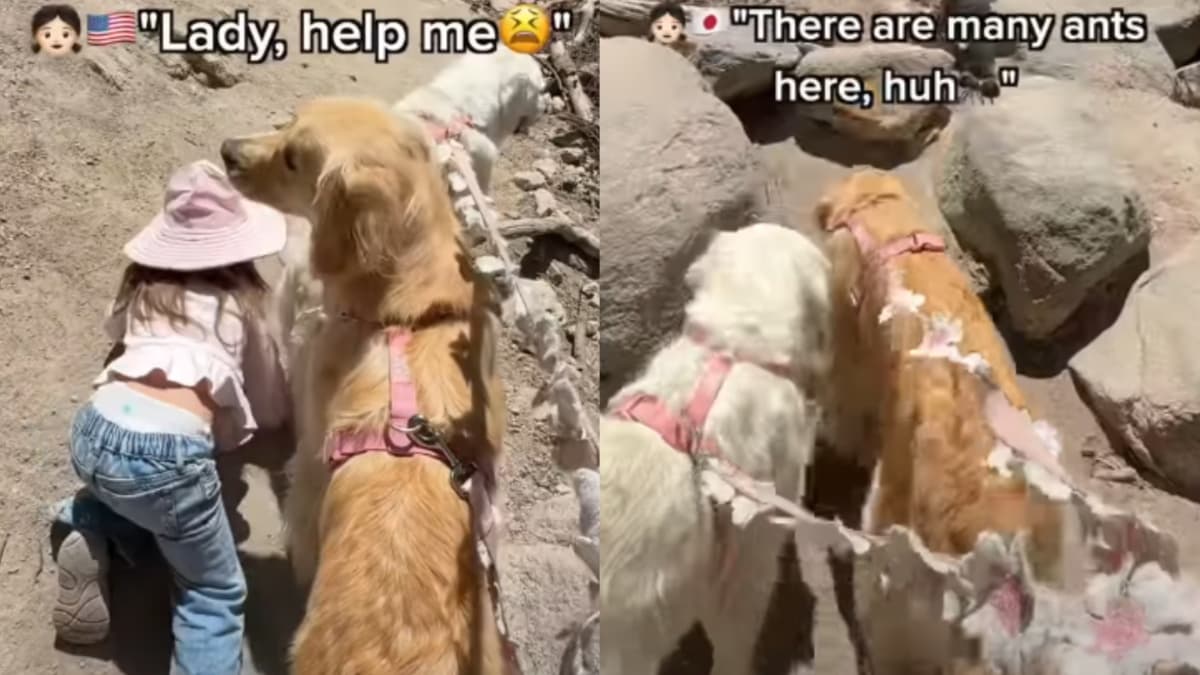 Niezwykła więź: mała Olivia i jej golden retrievery na szlaku
