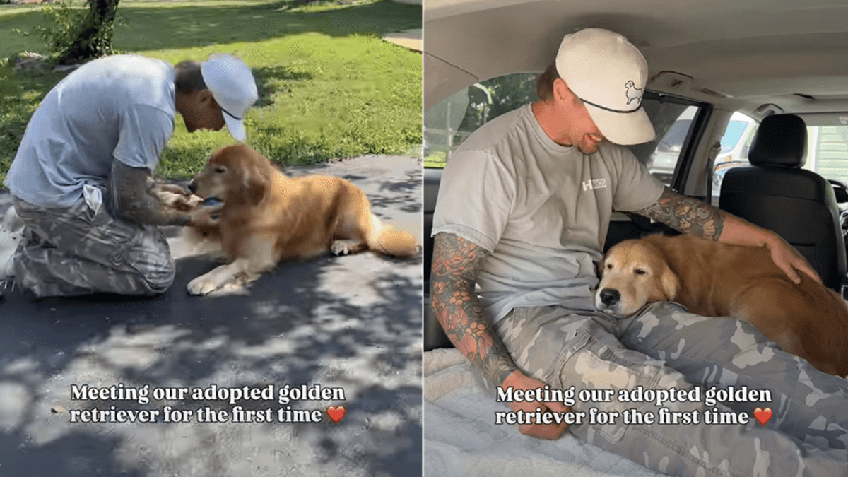 Wzruszające pierwsze spotkanie: Golden Retrieverka Twyla odnajduje nowy dom