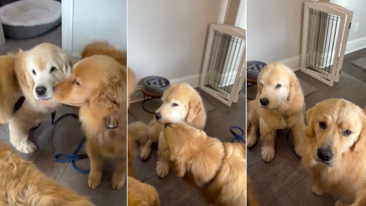 Golden retriever Oakley wraca do domu po operacji i czeka go wzruszające powitanie