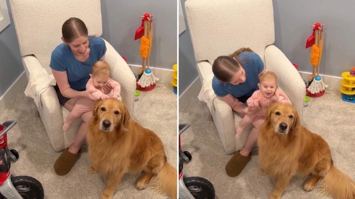 Golden retriever Skylar i mała dziewczynka tworzą wzruszające wspomnienia
