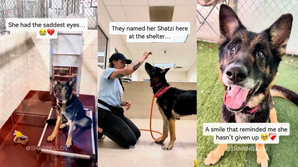 Schatzi, starsza suczka ze schroniska, wzrusza wolontariuszy