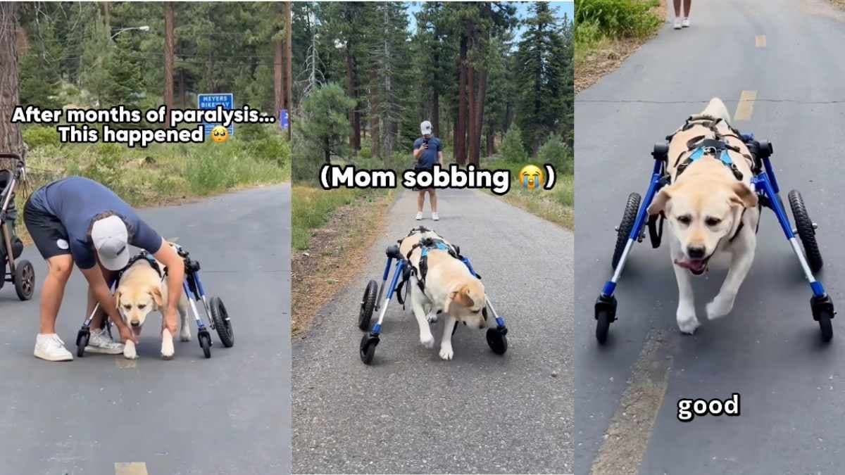 Labrador Koda stawia pierwsze samodzielne kroki po paraliżu, wzruszając rodzinę