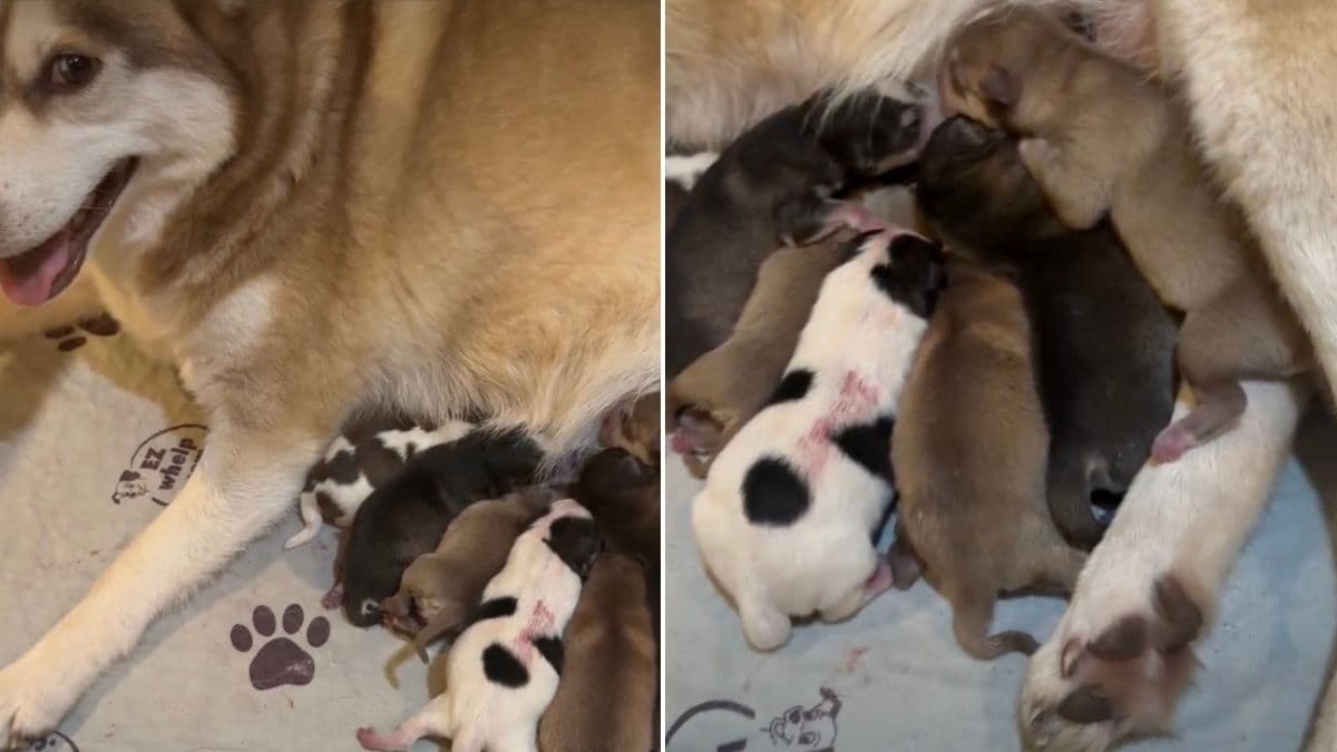 Izzy, suczka Pomsky, i jej siedem szczeniąt podbijają serca internautów