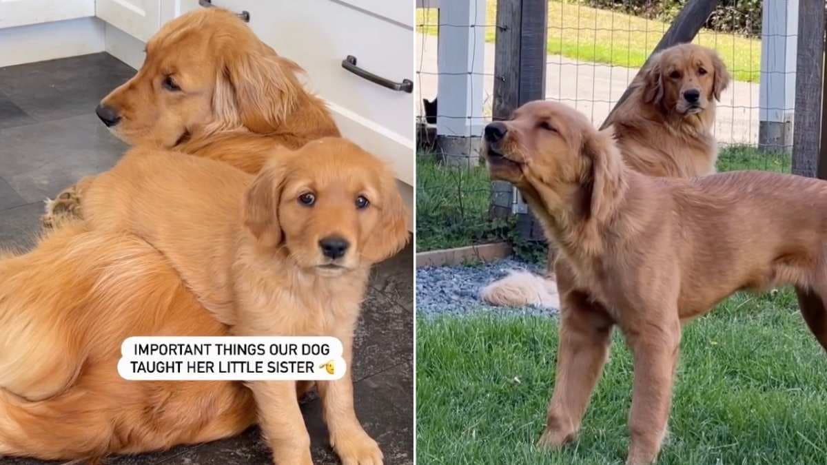 Niezwykła więź: Golden Retriever Pacha i szczenię Bucket podbijają serca