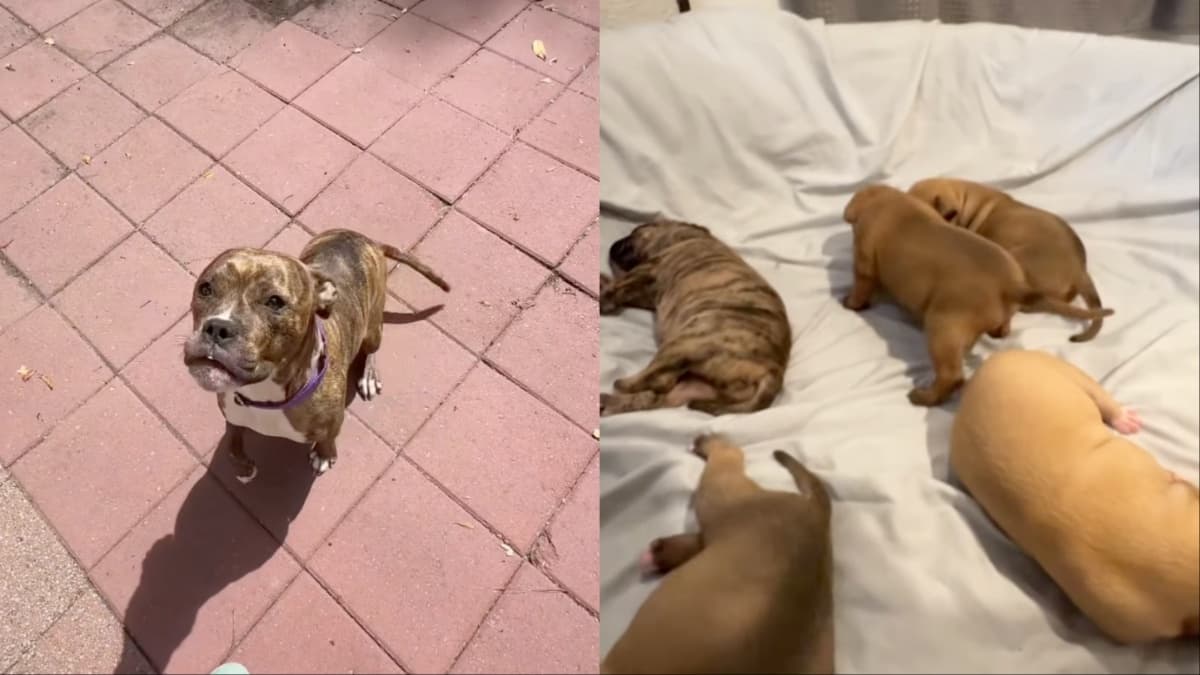 Uratowana suczka-matka po raz pierwszy odpoczywa w domu adopcyjnym