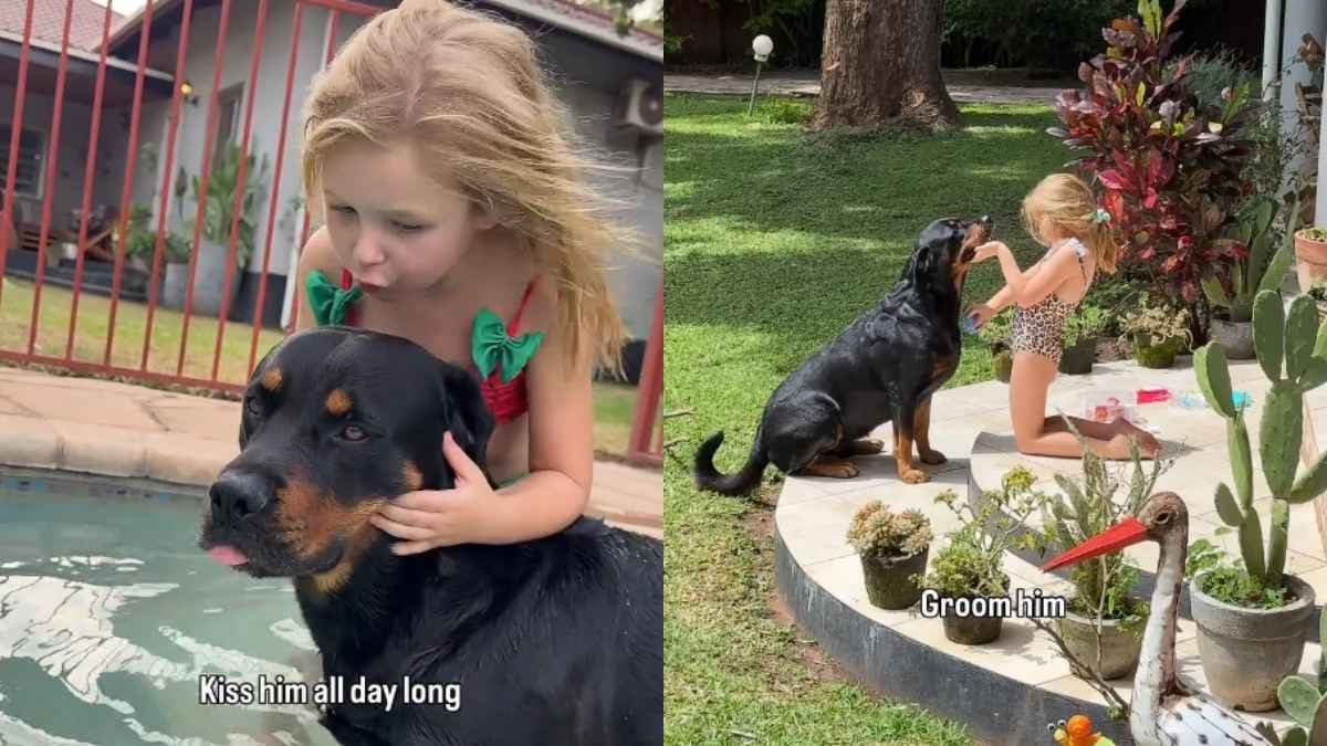Rottweiler i 7-latka: niezwykła więź uchwycona na wideo