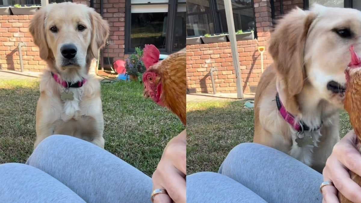 Golden retriever Bayley zaskoczona spotkaniem z kurą