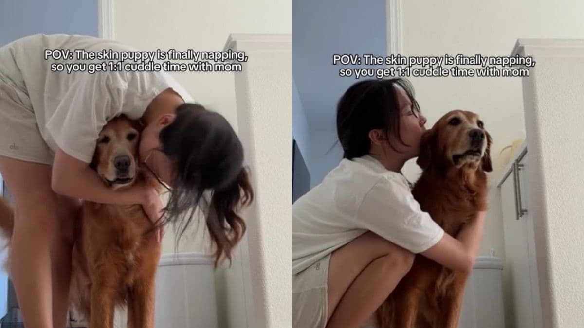 Starszy golden retriever cierpliwie czeka na drzemkę noworodka, by przytulić mamę