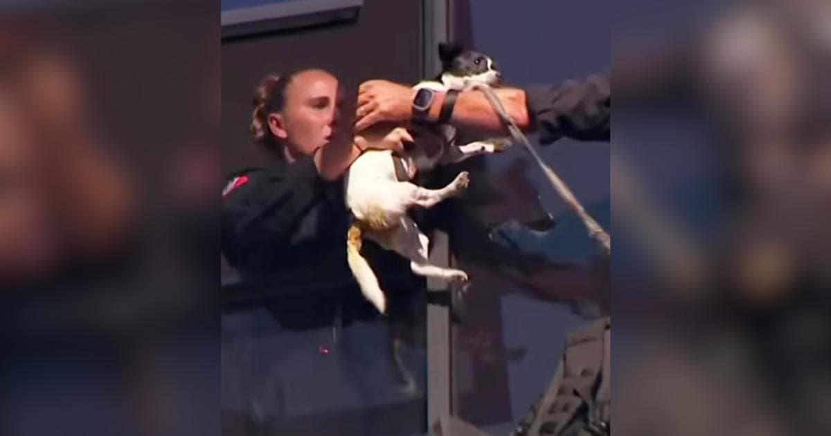 Jack Russell Elbie uratowana z 13. piętra wieżowca w Sydney po dwóch dniach