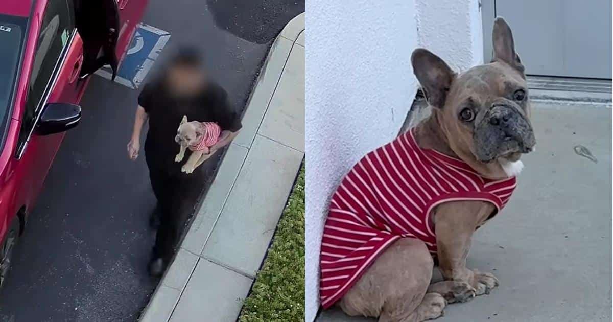 Porzucony buldog francuski Luke odzyskuje nadzieję dzięki ratownikom