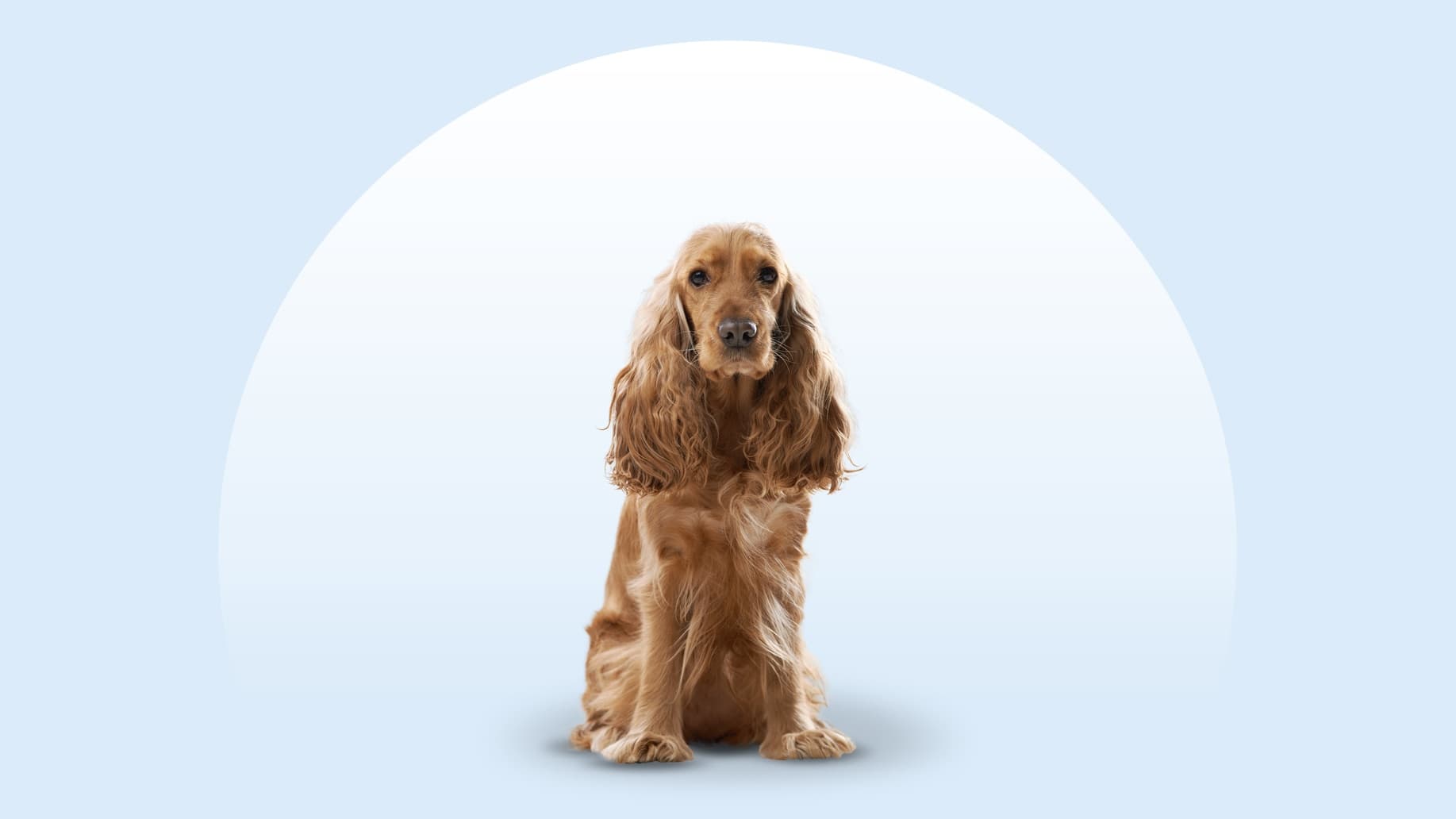 English Cocker Spaniel: Radosny towarzysz o sportowym zacięciu
