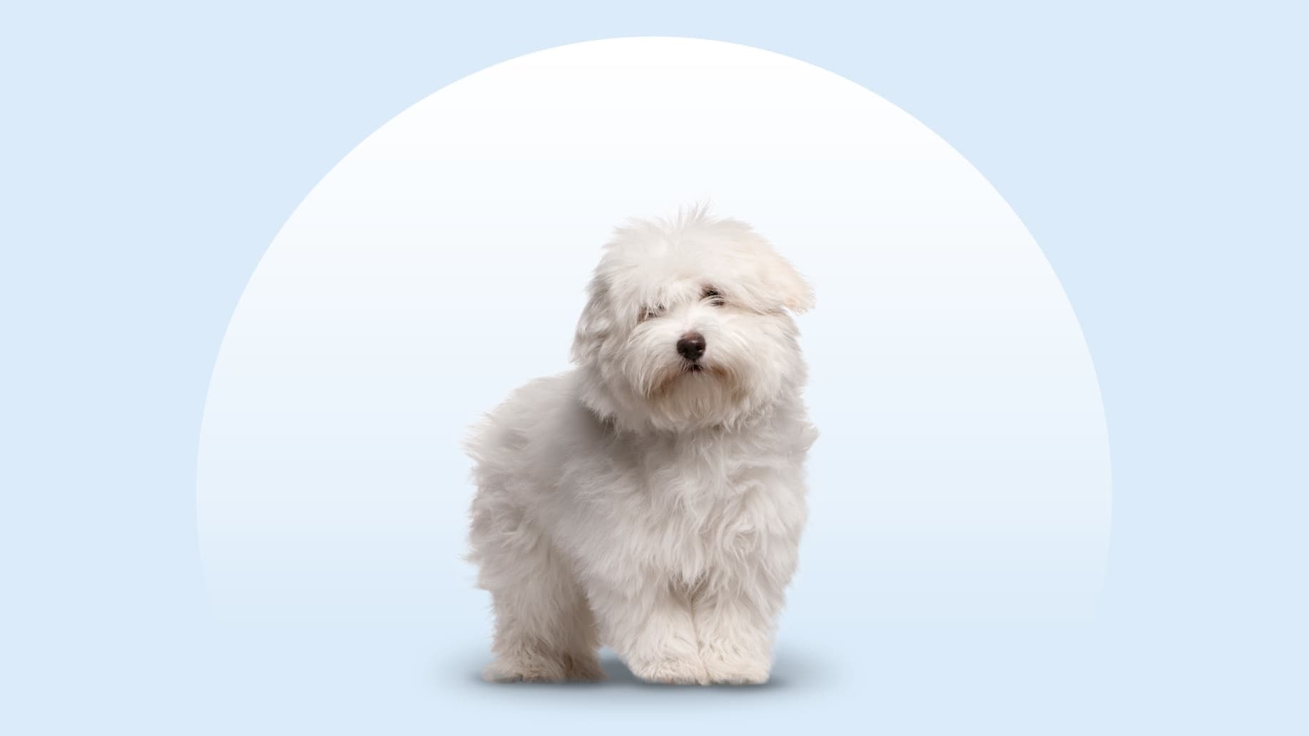 Coton de Tulear: Uroczy towarzysz o bawełnianej sierści