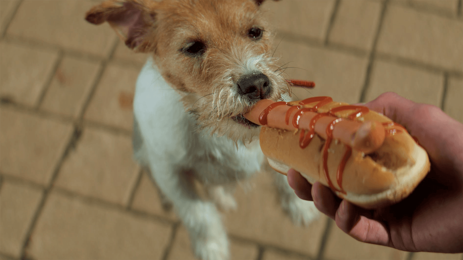 Ketchup a psy: Czy psiaki mogą jeść popularny sos pomidorowy?