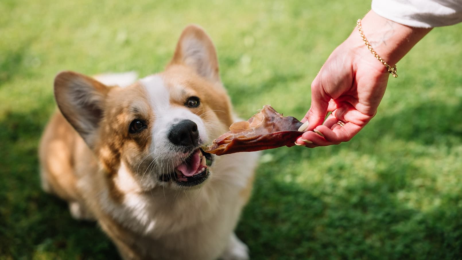 Czy psy mogą jeść suszoną wołowinę (beef jerky)? Ważne informacje dla opiekunów