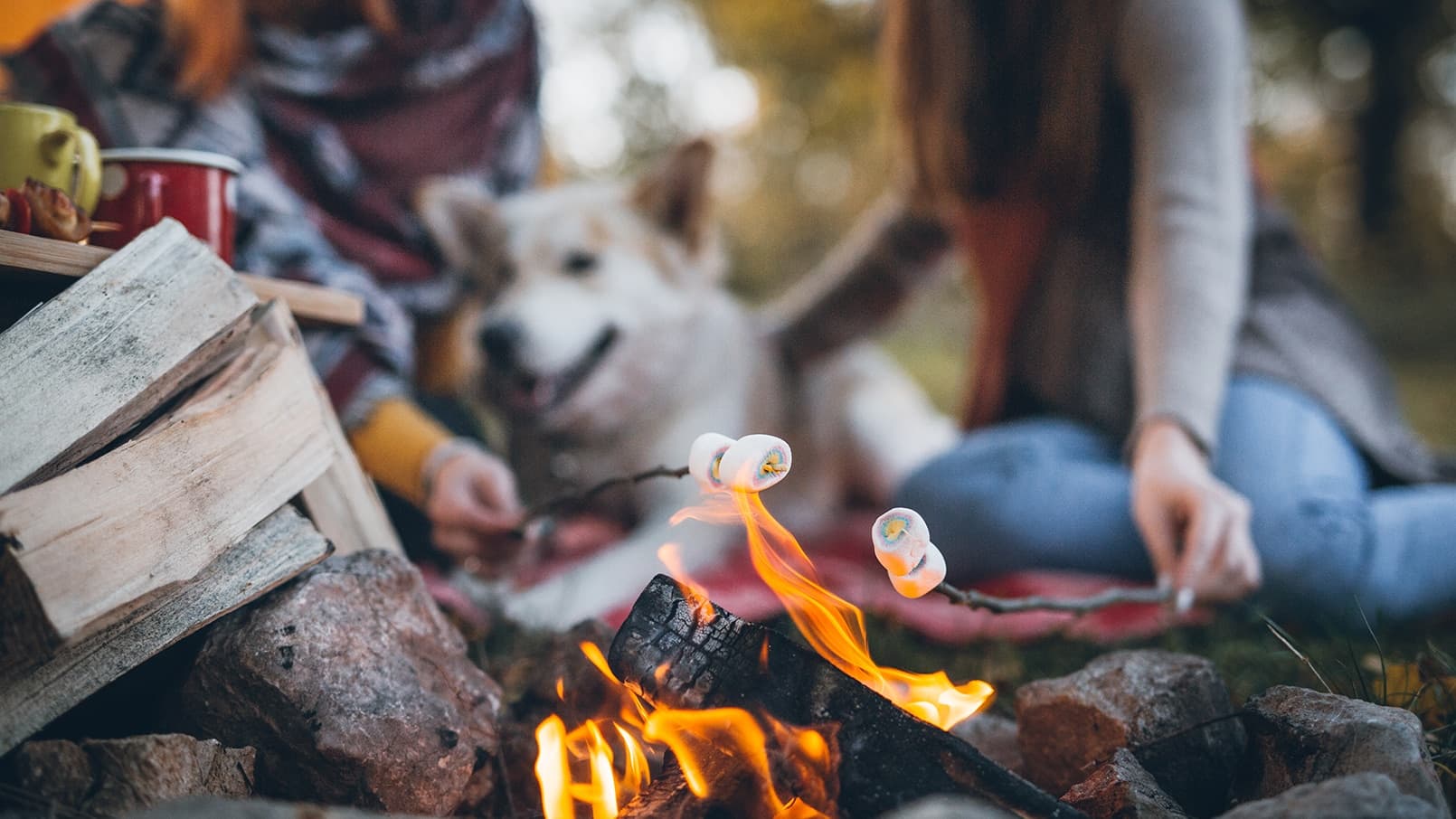 Pianki marshmallow a psy: Czy to bezpieczna przekąska dla Twojego pupila?