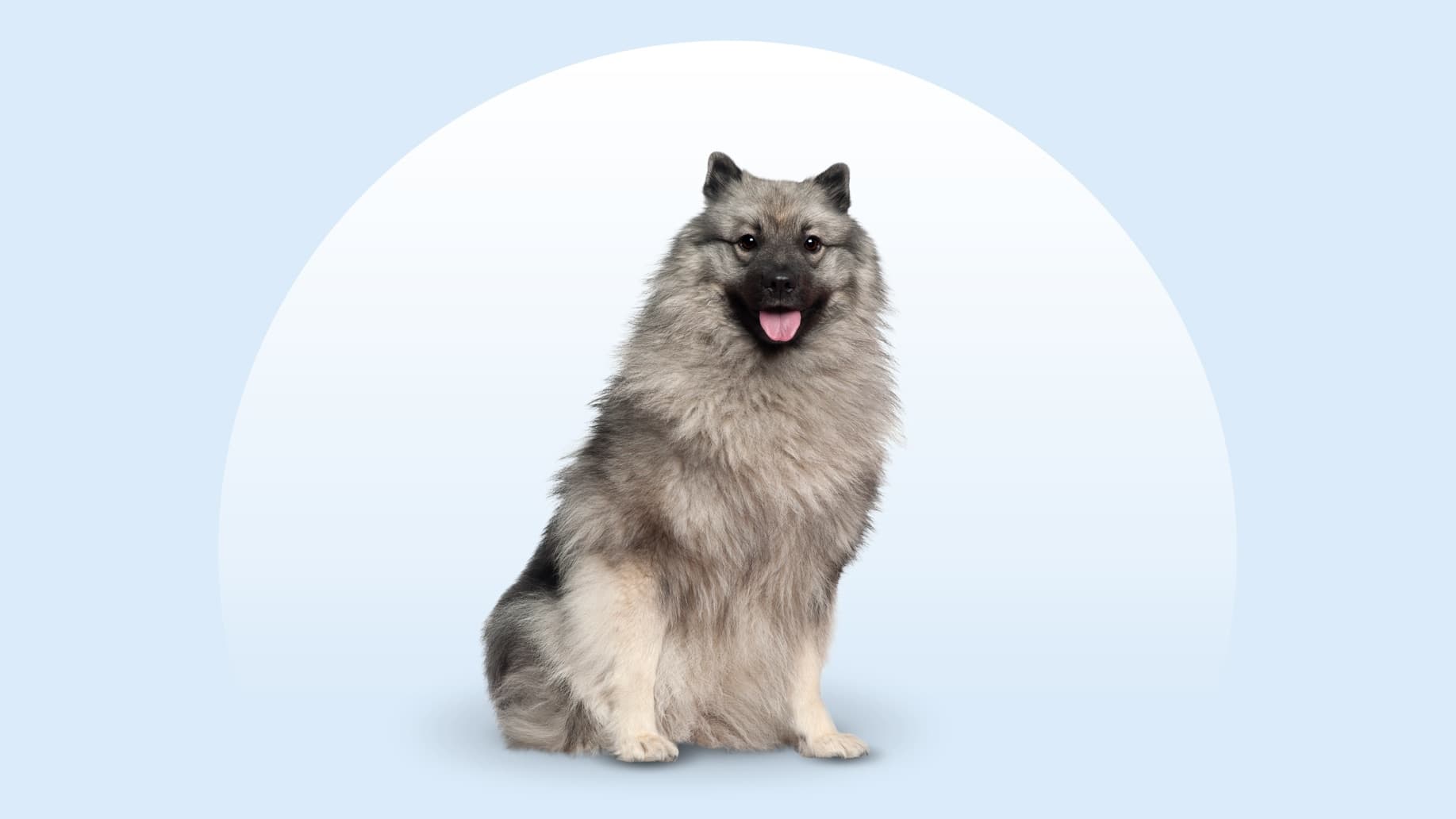 Keeshond: Inteligentny i Towarzyski Pies Rodzinny
