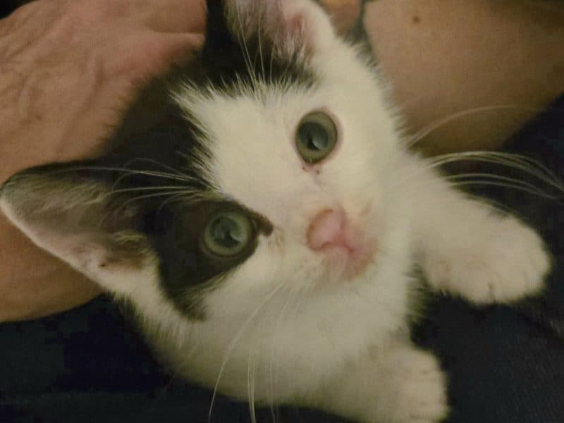 Sophia L’Orange Kitten Rescue: Pomoc dla kotek i kociąt